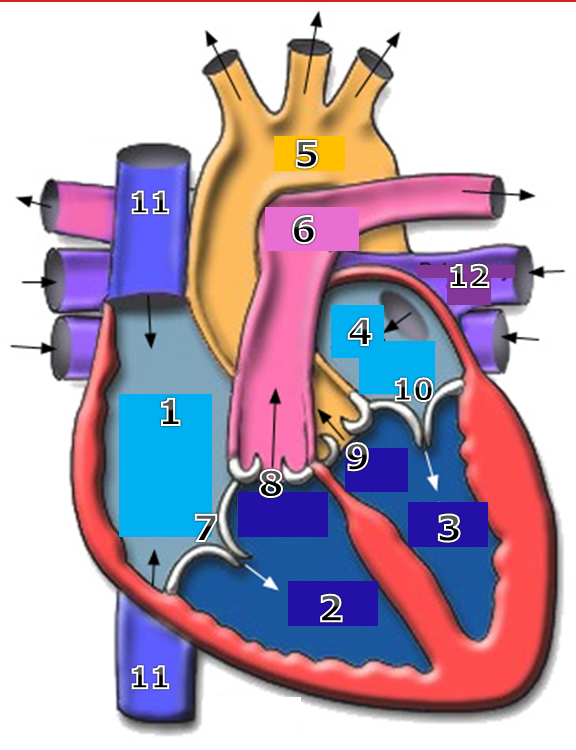 Heart Diagram Study Guide - Founders Elementary Physical Education